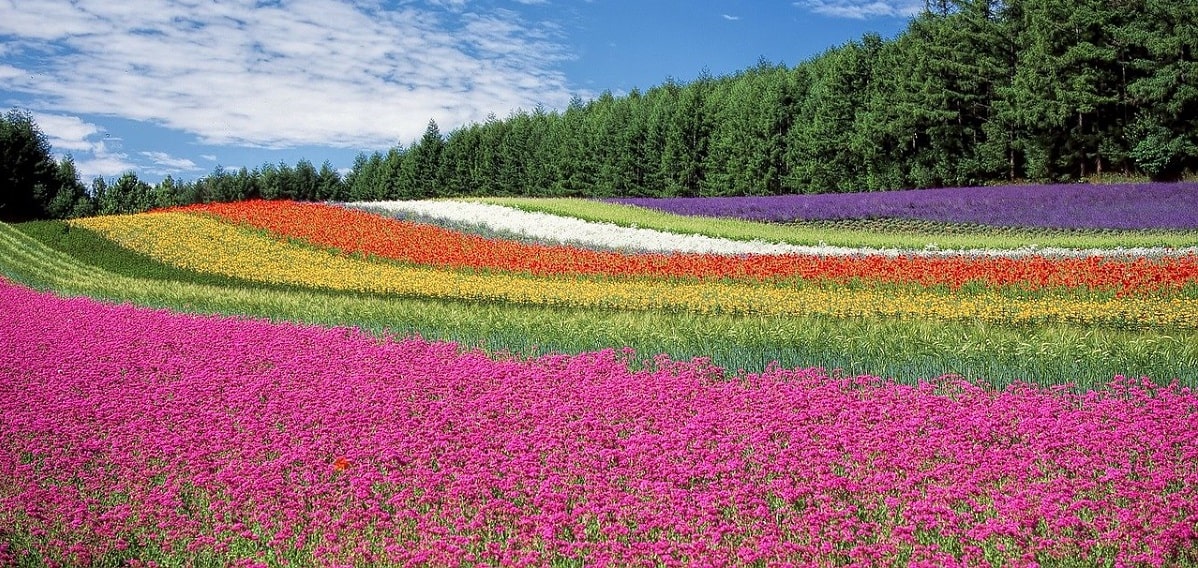 Campo di fiori colorati